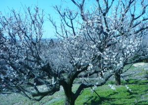 月岡梅林園